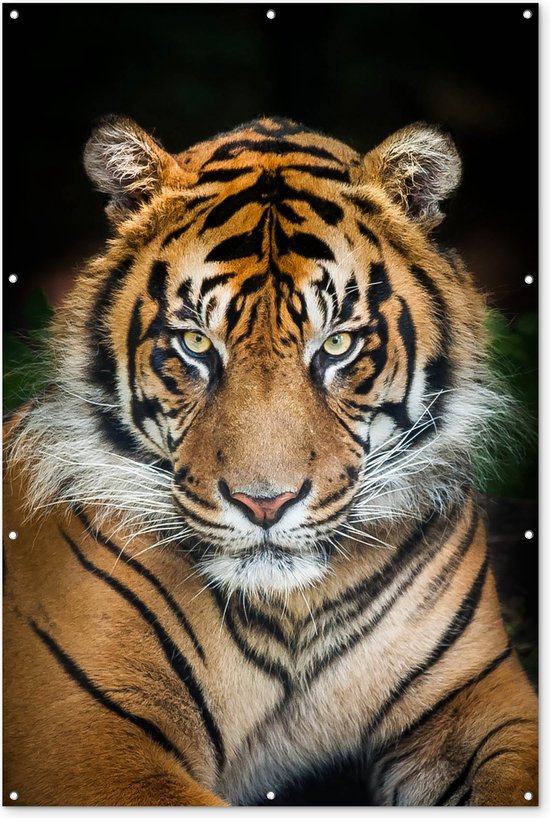 Sumatraanse tijger zwarte achtergrond Tuinposter 40x60 cm - Foto op Tuinposter (tuin decoratie)