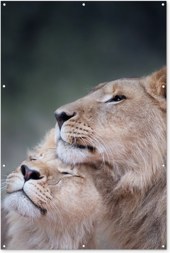 Muurdecoratie Leeuw - Wilde dieren - Big Five - 120x180 cm - Tuinposter - Tuindoek - Buitenposter