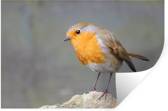 Sticker Muursticker Robin - Robin stone - 120x80 cm - film adhésif autocollant - sticker mural repositionnable