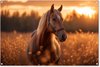 Paard