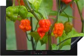 KitchenYeah® Inductie beschermer 81.2x52 cm - Carolina Reaper peppers - Kookplaataccessoires - Afdekplaat voor kookplaat - Inductiebeschermer - Inductiemat - Inductieplaat mat