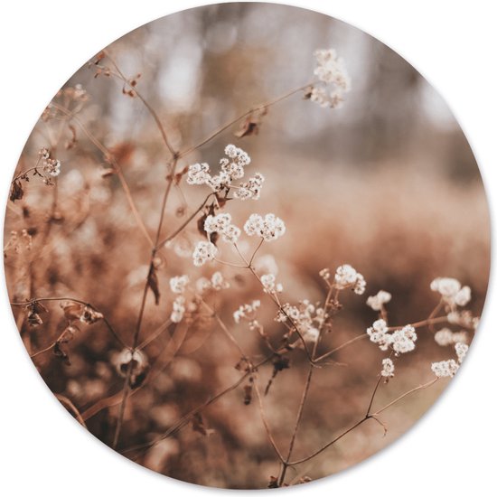 Gros plan de fleurs séchées, brunes et blanches, sur un fond flou et chaud.
