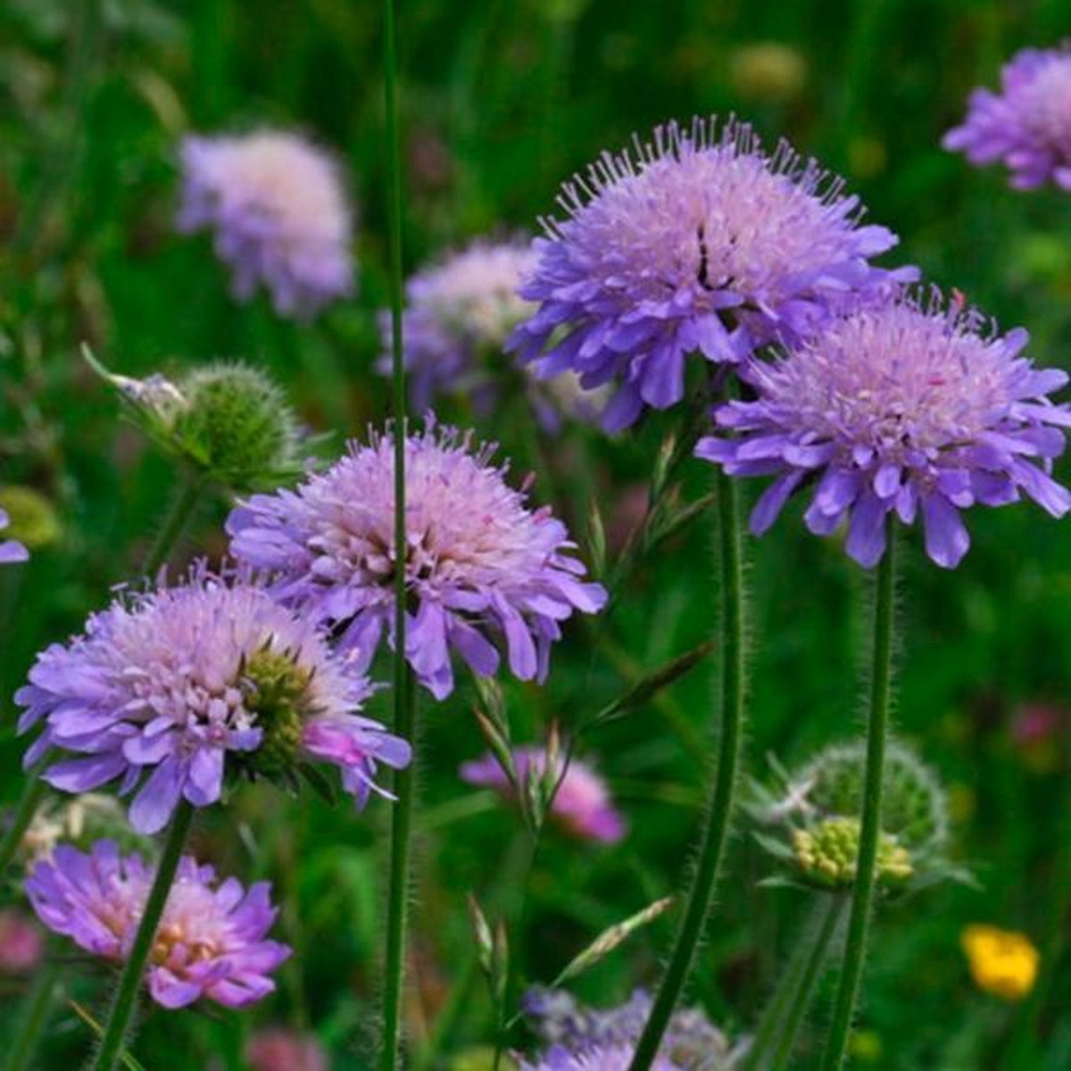 6 x Knautia Arvensis - Beemdkroon pot 9x9cm - Aantrekkelijk voor Vlinders