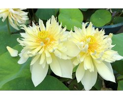 Moerings Nelumbo Pygmaea Yellow | Gele Lotus | In 3L Mand