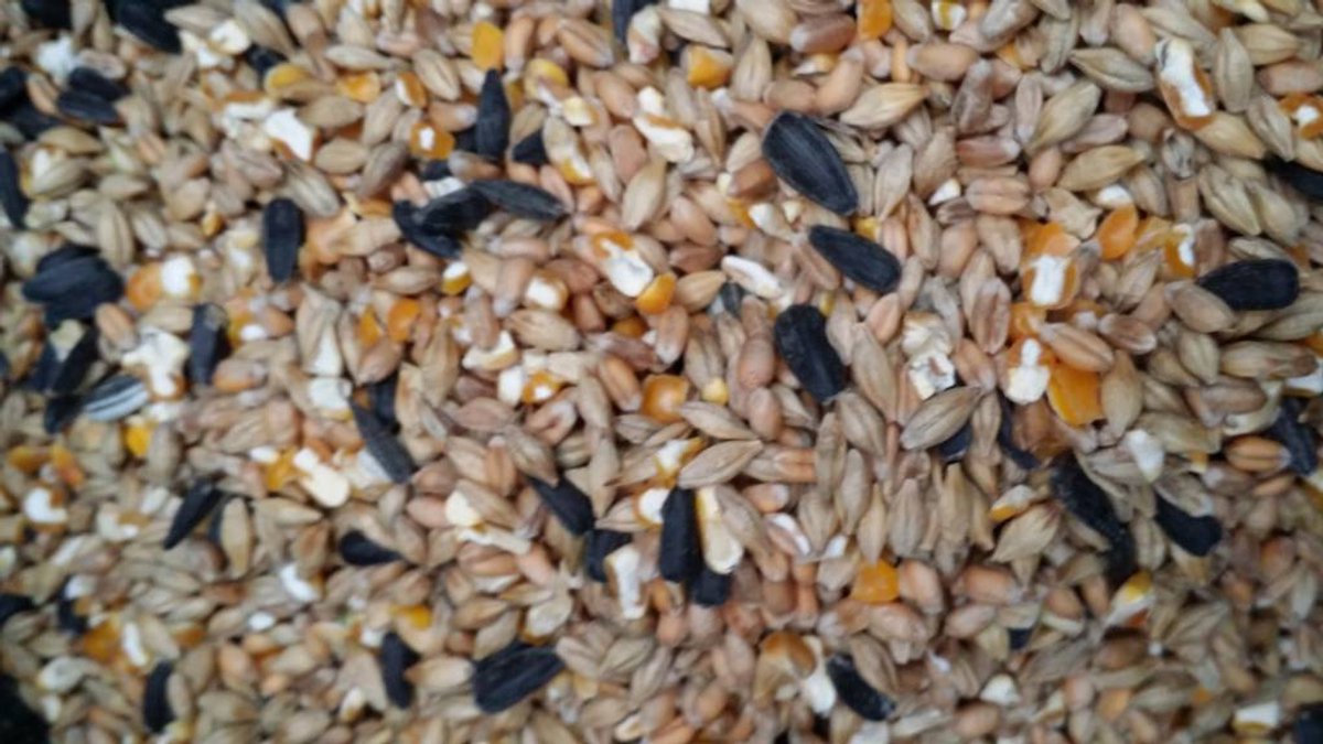 Hadivo Gemengd graan 20KG