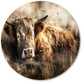 Photo d'art d'un Highlander écossais au repos - Cercles muraux d'un Highlander écossais - Vache à l'échelle murale - Art réaliste - Cercles muraux Forex - Art mural de salon - Cercle mural Forex 40x40 cm
