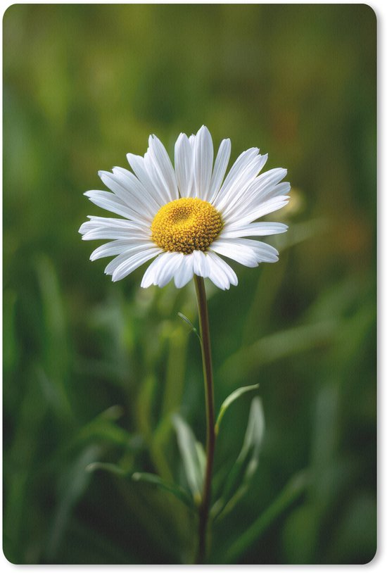 Muismat 18x27 cm - Mousepad Wit - Madeliefje - Bloem - Gras - Muismatten