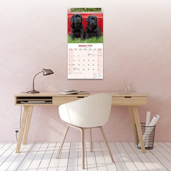 Calendrier Labrador Retriever Zwart 2026
