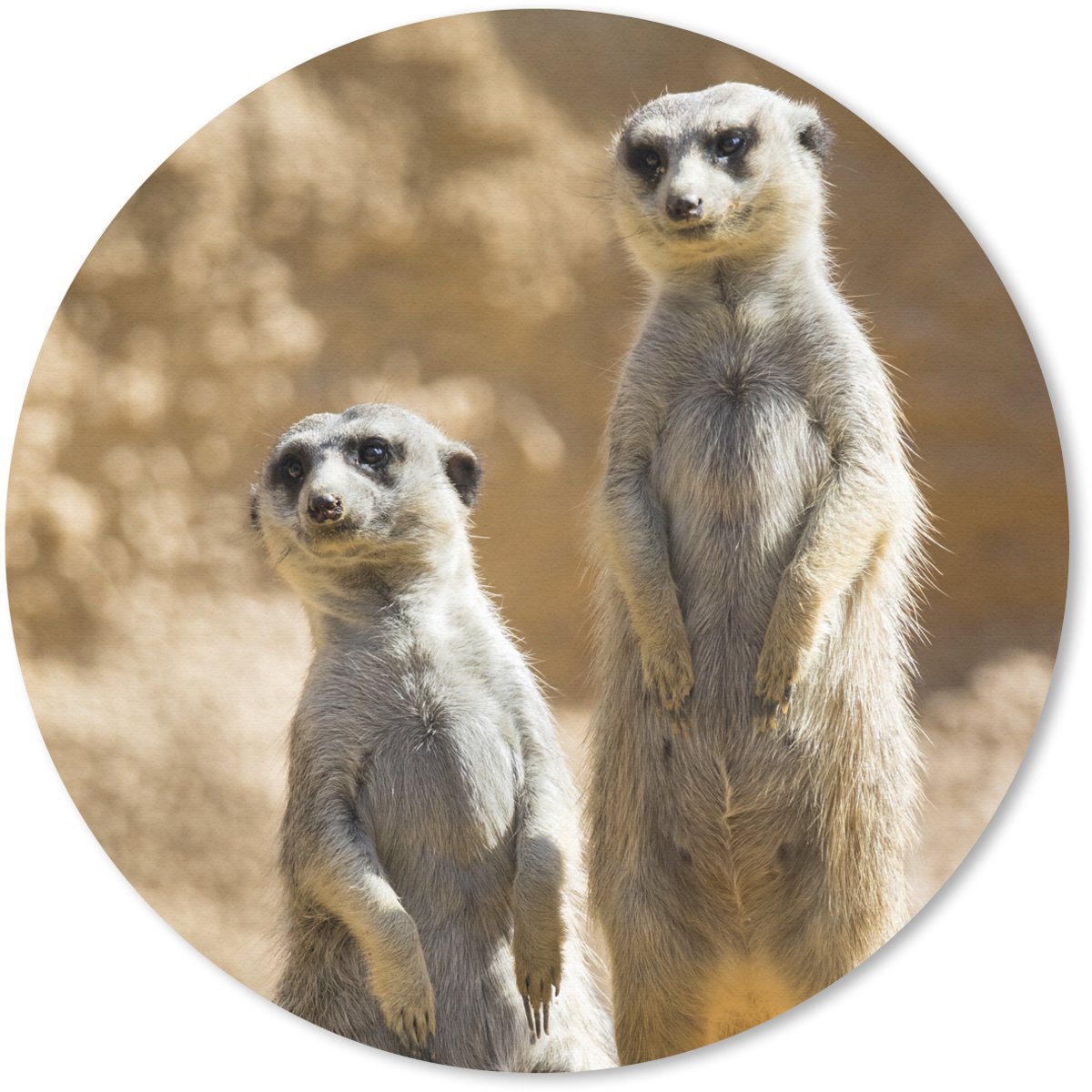Muismat rond 30x30 cm - Mousepad Rots - Stokstaartjes - Dieren - Ronde muismatten