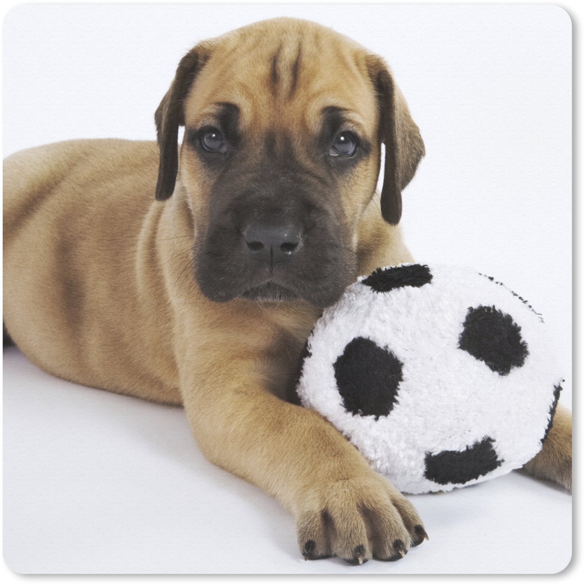 Muismat 20x20 cm - Mousepad Een bruine puppy met een voetbal - Muismatten