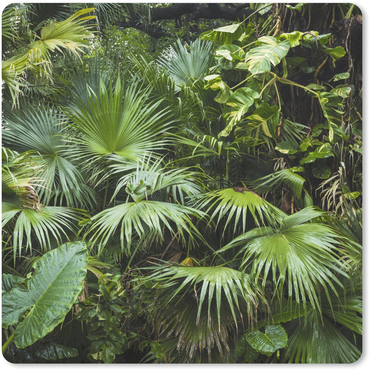 Muismat 30x30 cm - Mousepad Palmbladeren - Zon - Tropisch - Muismatten