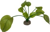 Aqua Della - Aquariumplanten (voeding) - Vissen - Anubias 2 17cm Groen - 1st