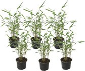 Plant in a Box - Fargesia Grex - Set van 6 blauwe bamboe - Winterharde niet-invasieve bamboe - Pot 13cm - Hoogte 30-40cm