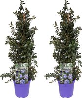 Plant in a Box - Ceanothus thyrsiflorus Repens - Set van 2 - Voorjaarsbloei - Glanzend blad - Wintergroene struik - Pot 17cm - Hoogte 60-70cm