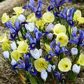25x Zomerse Bollenmix 'Early Bird' - Iris + Crocus + Narcissus - Geel Blauw - Vroegbloeiers - 25 bloembollen