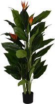 Strelitzia Reginea - 150cm