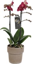 Orchidee | Plant in pot | Orchidee van vriendschap en om te zeggen: ik hou van jou - Ø 12 cm - ↕️ Hoogte 50 cm (waarvan +/- 35 cm plant en 13 cm pot)