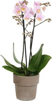 Orchidee | Plant in pot | Orchidee van vriendschap en om te zeggen: je bent heel lief - Ø 12 cm - ↕️ Hoogte 50 cm (waarvan +/- 35 cm plant en 13 cm pot)