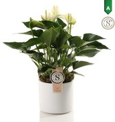 FloriaFor - Anthurium White In Bari Keramiek - - ↨ 40cm - ⌀ 12cm