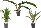 3x Luchtzuiverende planten | Goed voor de gezondheid | Haalt schadelijke stoffen uit de lucht | Sansevieria, Areca, Pholondron - Ø 14 cm - Hoogte 50 cm (waarvan +/- 35 cm plant en