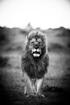 A Lions portrait II – 60cm x 90cm - Fotokunst op PlexiglasⓇ incl. certificaat & garantie.