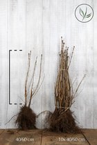 25 stuks | Gewone sering Blote wortel 40-60 cm | Standplaats: Schaduw/Volle zon/Halfschaduw | Latijnse naam: Syringa vulgaris