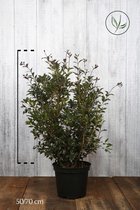 10 stuks | Schijnhulst 'heterophyllus' Pot 50-70 cm Extra kwaliteit - Wintergroen - Bloeiende plant - Insectenlokkend - Weinig onderhoud