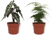 Set van 2 Kamerplanten - Alocasia Polly & Asparagus Plumosus- ±  25cm hoog - 12cm diameter