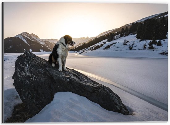 Dibond - Hond op Rots in de Sneeuw - 40x30cm Foto op Aluminium (Met Ophangsysteem)