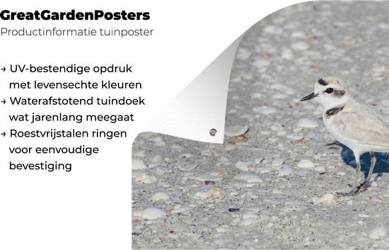 Kentish plover on a stone beach Garden poster 60x40 cm - small - Toile de jardin / Toile d'extérieur / Peintures pour l'extérieur (décoration de jardin)