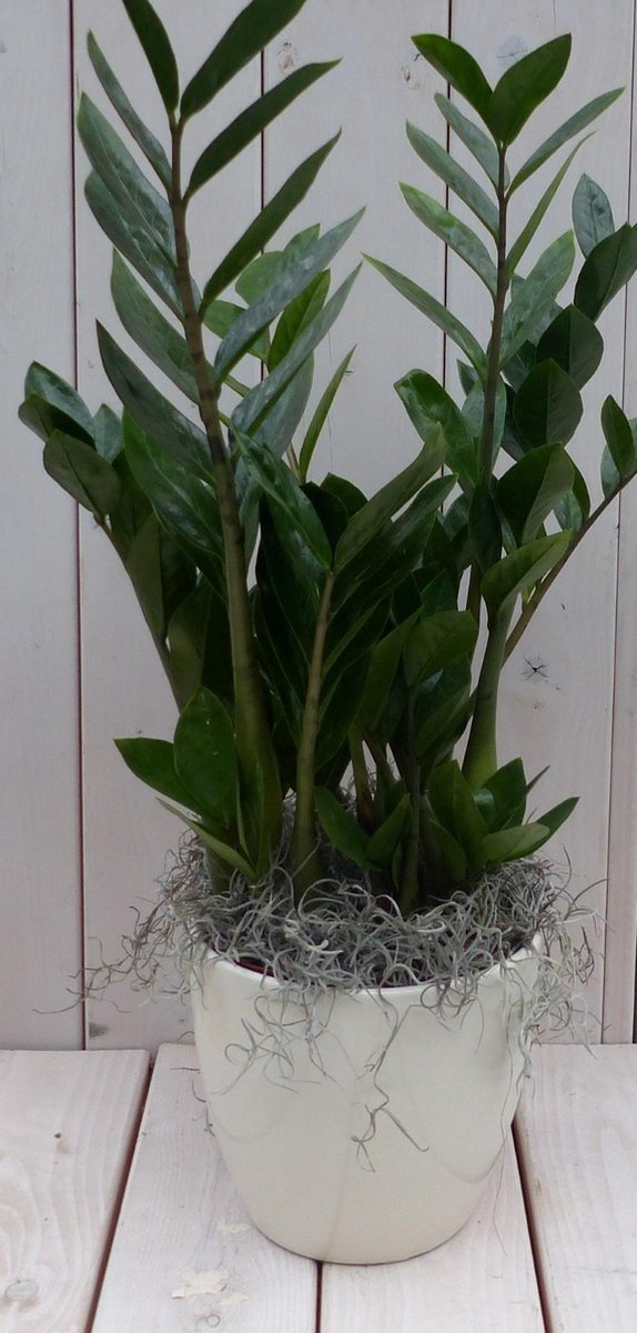 Zamioculcas in creme pot 55 cm