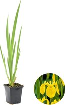 Gele Lis | Iris chrysographes' - Quirkerspot p9 cm - cm ↕15
