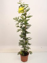 Kamerplant van Botanicly – Acacia Mimosa – Hoogte: 100 cm