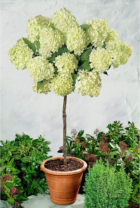 Wauw Pastoor Arbitrage Pluimhortensia Hydrangea 'Limelight' op stam crème - Winterhard- ↑ 60 cm -  Pot-Ø 19 cm | bol.com