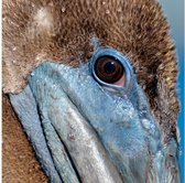 Schilderij Pelican Wildlife, 74 x 74  cm