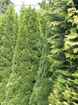 Westerse Levensboom Thuja Smaragd 100-120 cm, 12x Haagplant