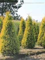 Westerse Levensboom Thuja Yellow Ribbon 120-140 cm, 7x Haagplant