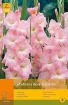 2 stuks 10 Gladiolus Rose Supreme