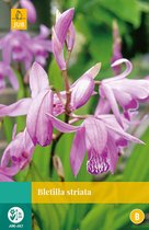 2 stuks Bletilla Striata 1 bol