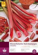 2 stuks 1 Rheum-Rabarber Red Champagne