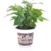 Kamerplant van Botanicly – Koffieplant – Hoogte: 20 cm – Coffea Arabica