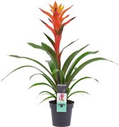 Bloem van Botanicly – Guzmania – Hoogte: 60 cm – Guzmania Variada