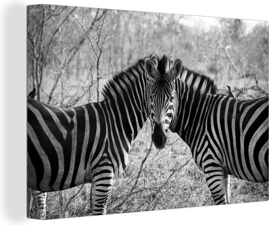 Canvas Schilderij Twee zebra's - 90x60 cm - Wanddecoratie