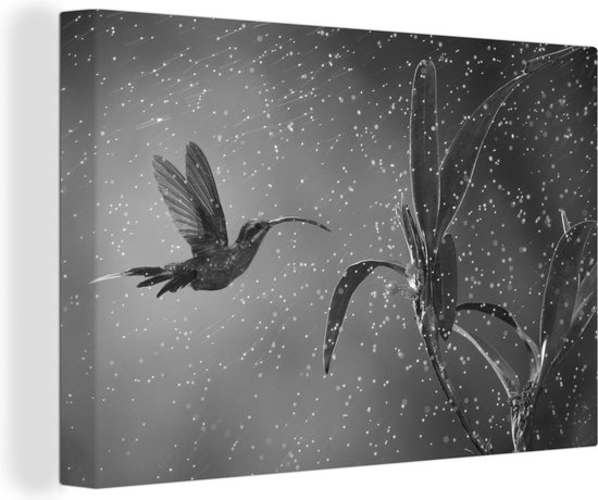 Canvas Schilderij Kolibrie in de regen in de natuur van Costa Rica in zwart wit - 30x20 cm - Wanddecoratie
