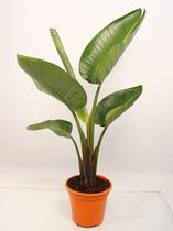 Kamerplant van Botanicly – Paradijsvogelbloem – Hoogte: 110 cm – Strelitzia Nicolai