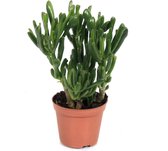 Kamerplant van Botanicly – Crassulla hobit – Hoogte: 25 cm