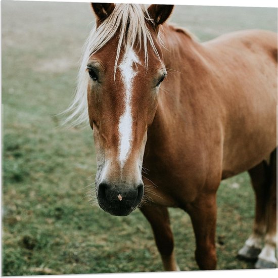 Acrylglas - Bruin Paard in Mistig Grasveld - 80x80cm Foto op Acrylglas (Met Ophangsysteem)