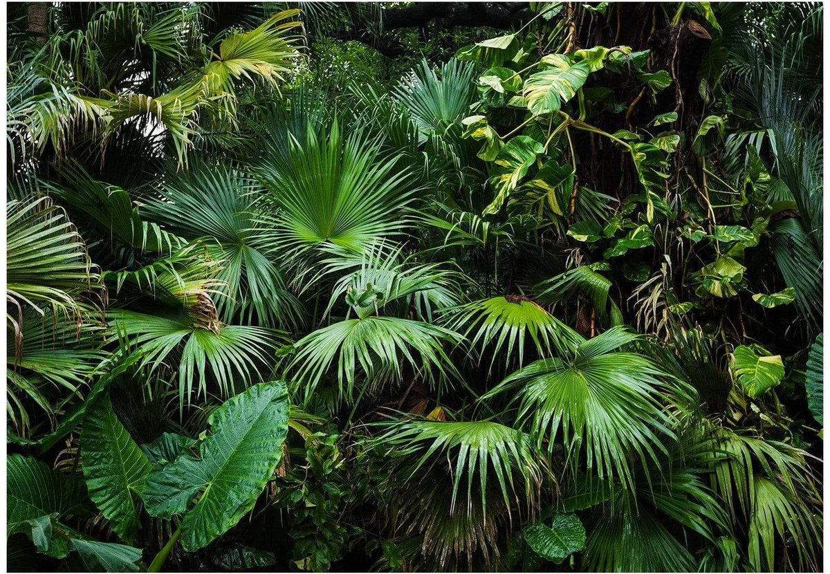 Fotobehang - Sunny Jungle 350x245cm - Vliesbehang