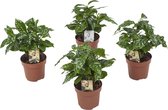 Plantjescoren.nl Coffea Arabica Pot Ø 12 cm