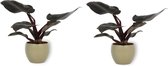 2x Kamerplant Philodendron Black Cardinal  | Speciale Kamerplant | ± 25cm hoog | 12cm diameter - in groene pot